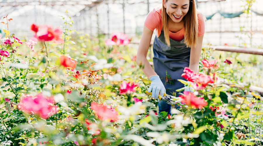 how-do-i-prune-a-china-rose.png