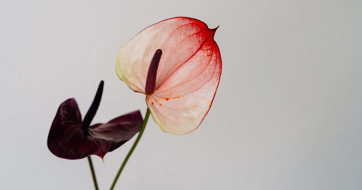 Anthurium.png