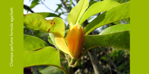 How to make Champa Agarbatti Perfume ?