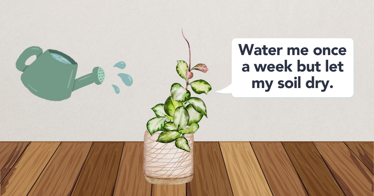 watering-hoya.png