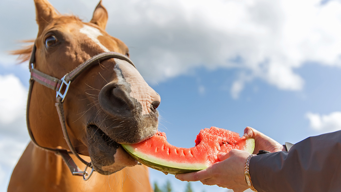 Diese-Sommerfrüchte-darf-dein-Pferd-fressen-Beitragsbild.jpg