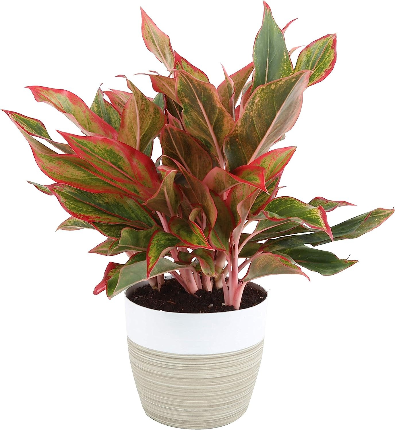 red-chinese-evergreen.jpg