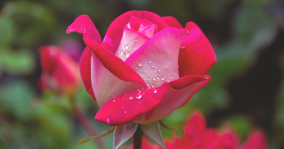 COVER IMAGE - Roses (2).png