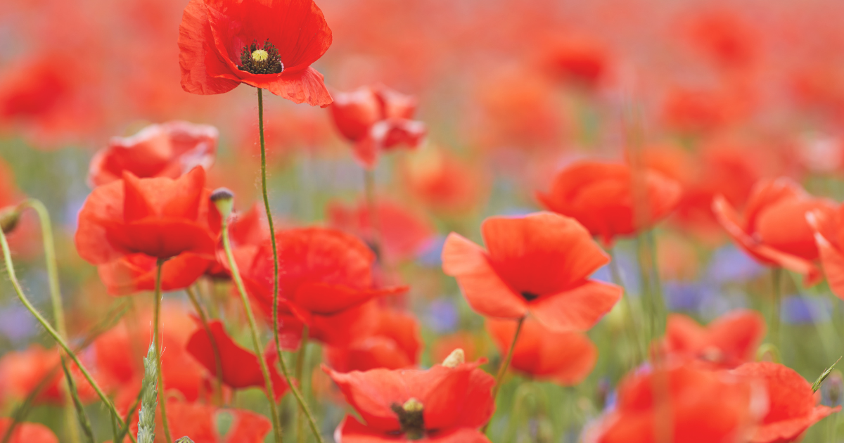 Poppies.png