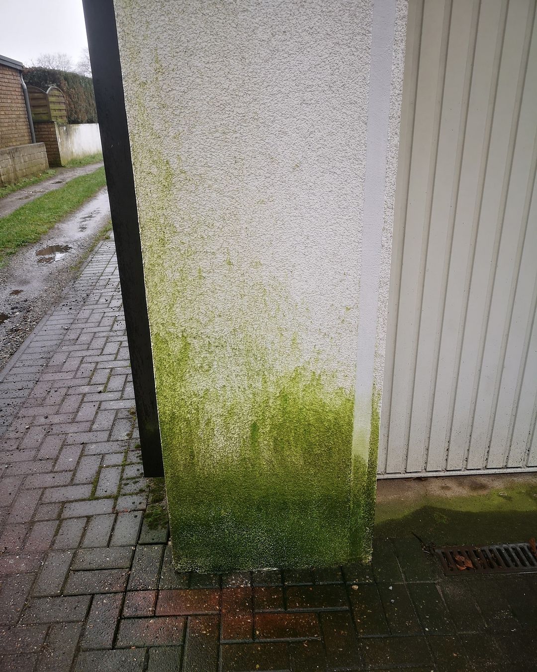 So entfernen Sie Algen von Ihrer Fassade Die besten Methoden