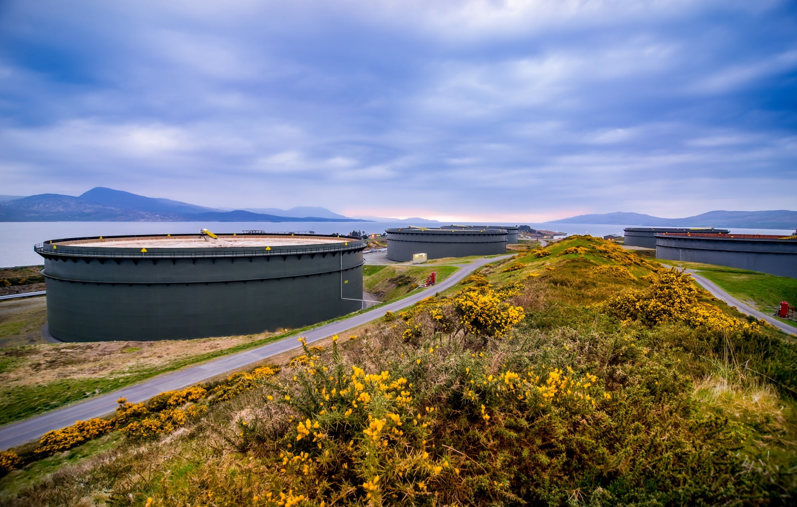 Picture of wildflowers and bulk storage tanks at Bantry Bay Terminal