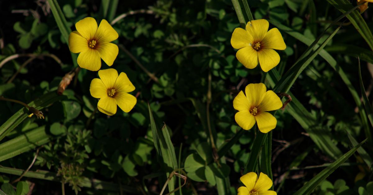 Oxalis Stricta.png