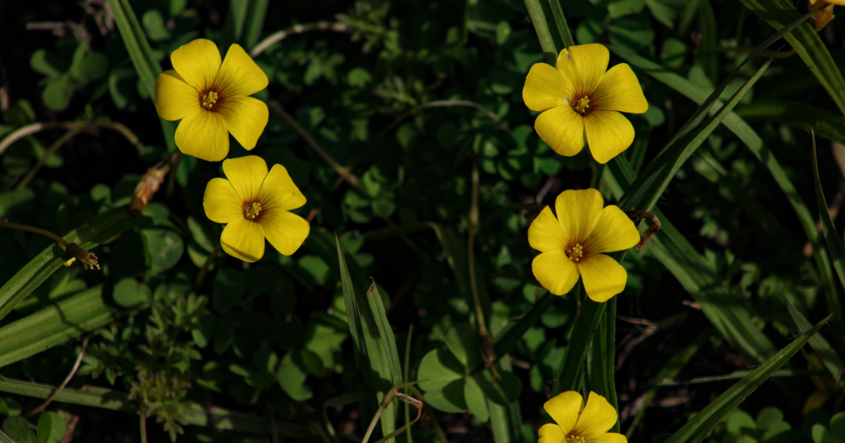 Flora | 12 Types of Oxalis: From Triangularis to Corniculata