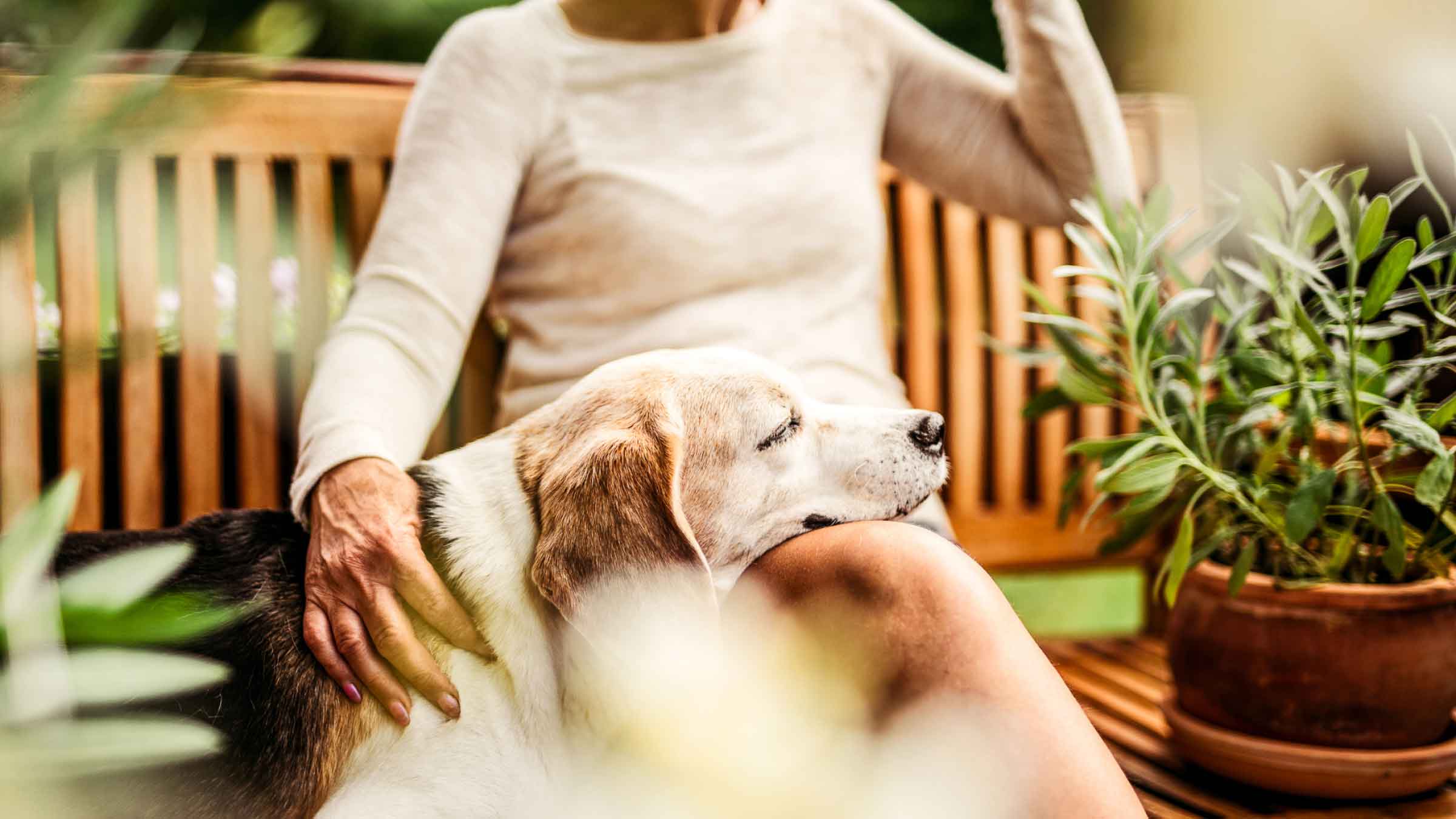 Sleepy dog rests his head on owners crossed knees. The owner is sitting on an outdoor bench surrounded by plants.