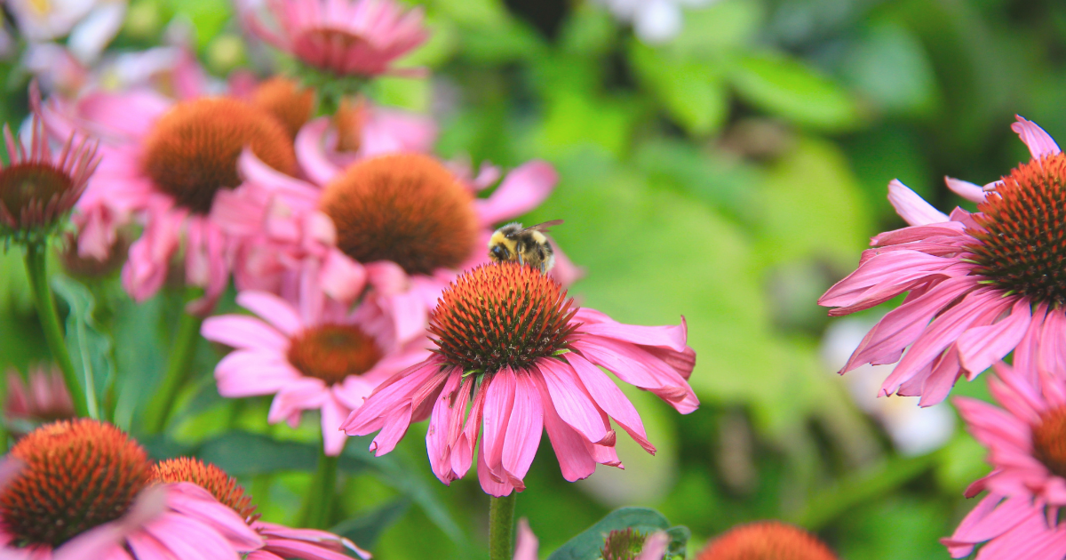 coneflowers.png