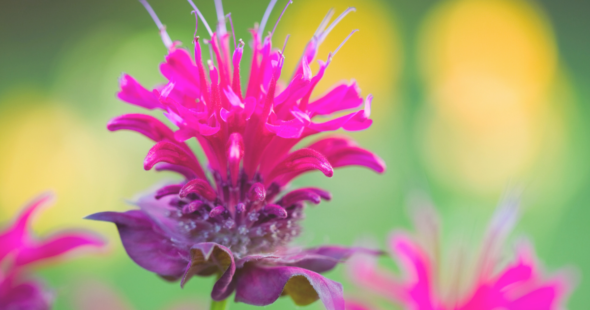 Bee Balm.png