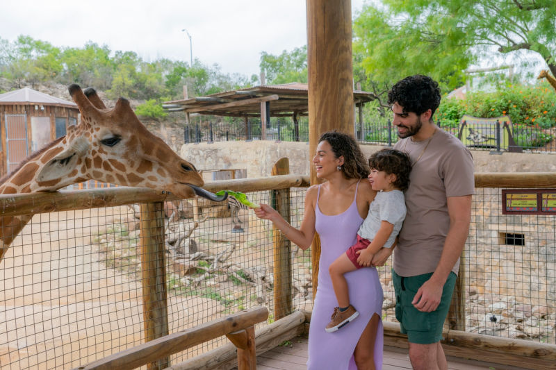 Family feeding a giraffe.