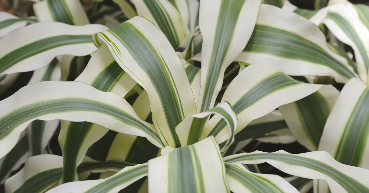 Dracaena Deremensis.png