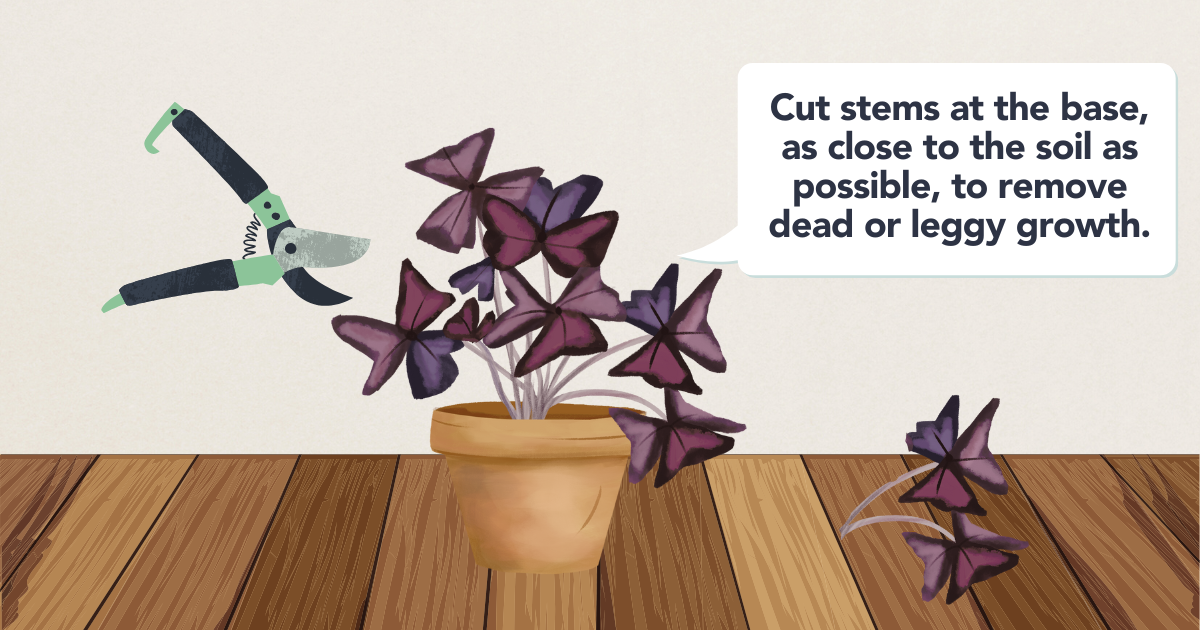 pruning oxalis template.png