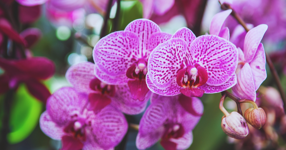 Orchids 1.png