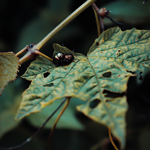 beetle leaves.jpg