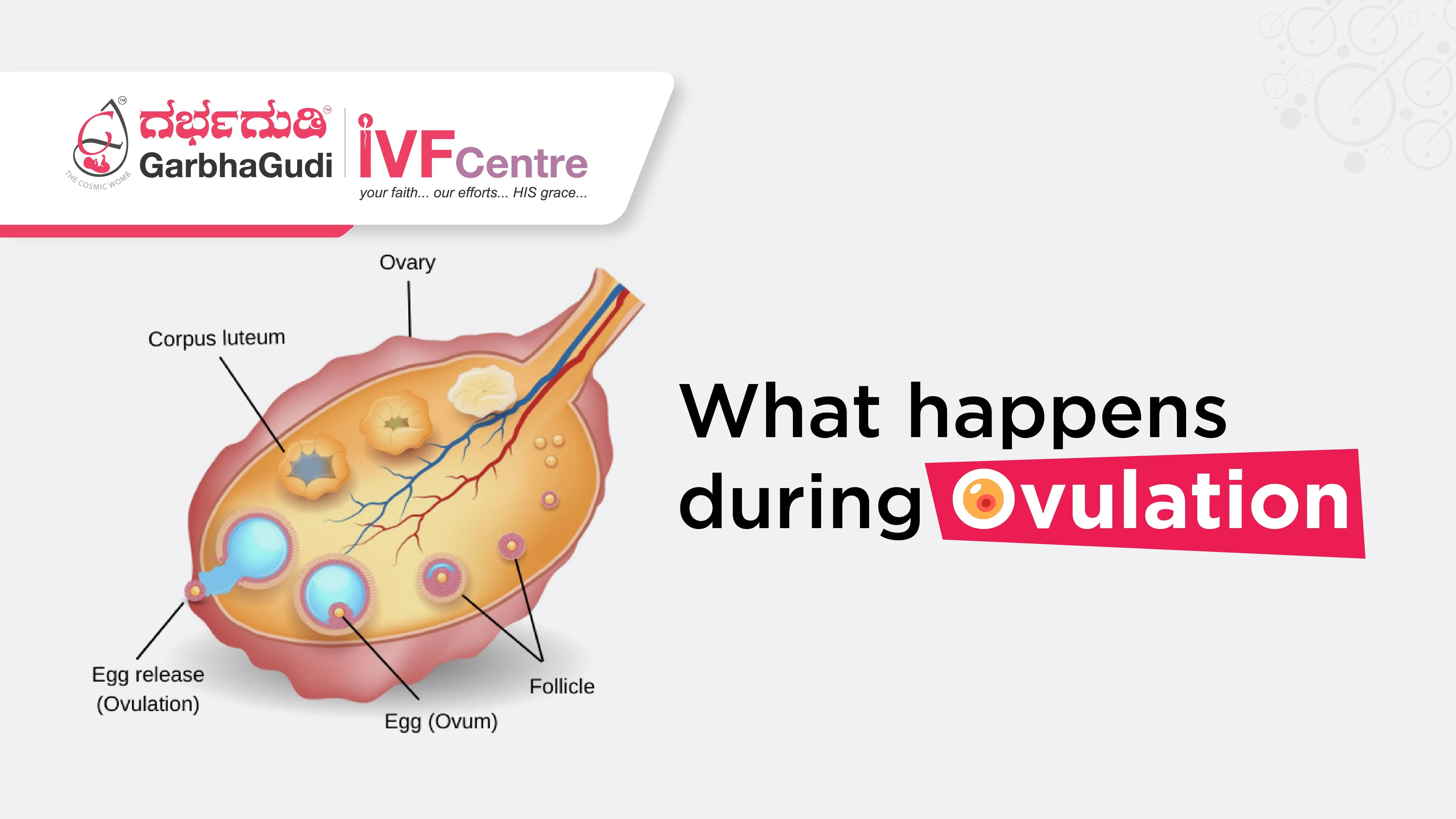 What Happens During Ovulation?