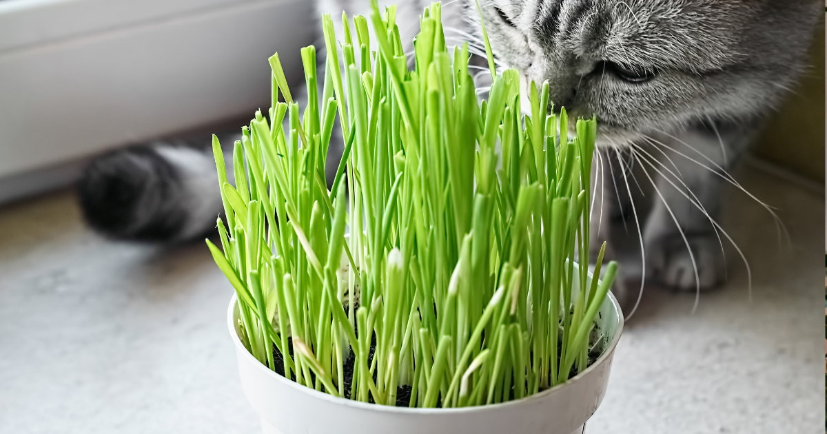 Cat Grass.png