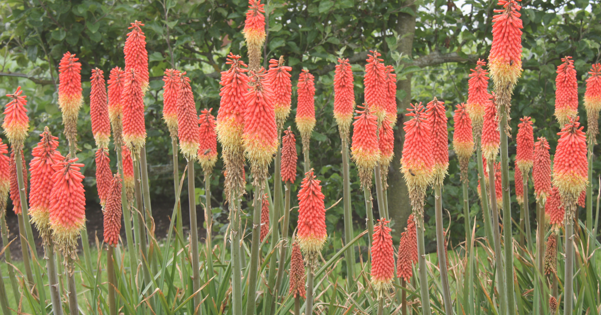 Red Hot Poker.png