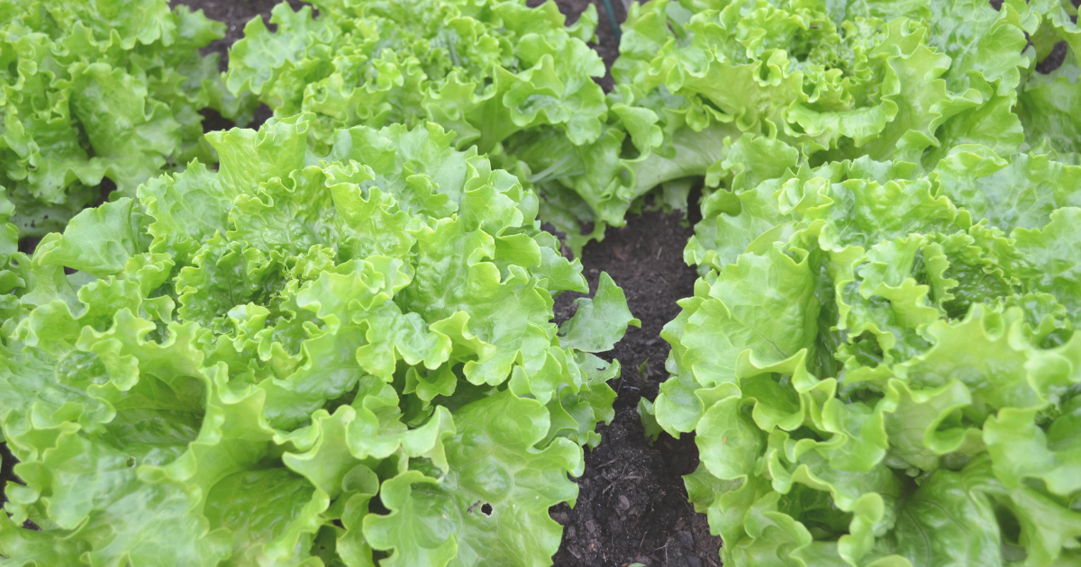 LETTUCE.png